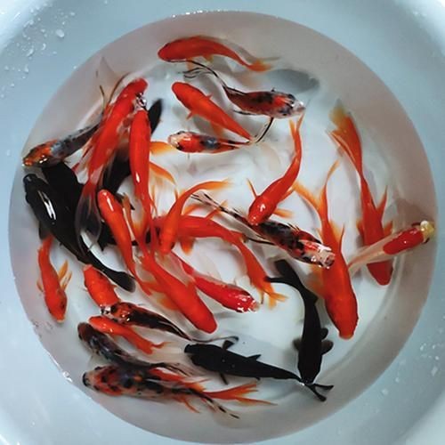 紅草魚圖片（湖南祁陽特色“紅草魚”） 紅草魚圖片（湖南祁陽特色“紅草魚”） 龍魚論壇 第5張