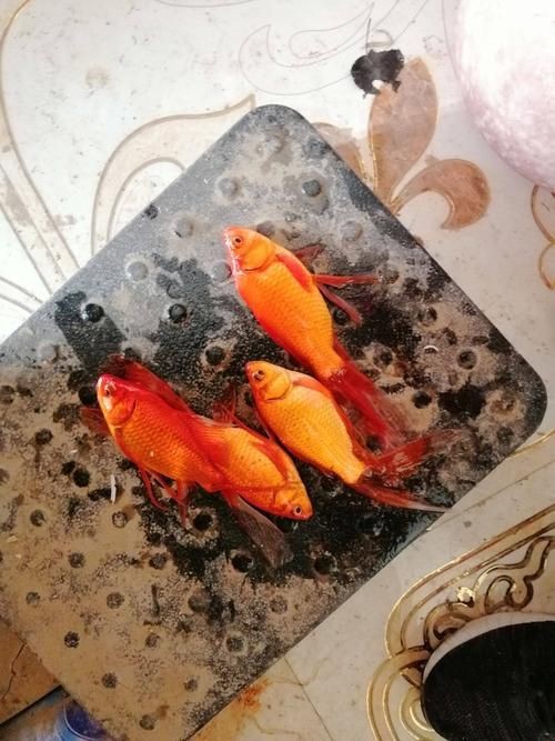 紅草魚圖片（湖南祁陽特色“紅草魚”） 紅草魚圖片（湖南祁陽特色“紅草魚”） 龍魚論壇 第6張
