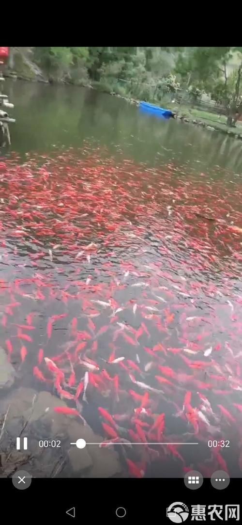 紅草魚圖片（湖南祁陽特色“紅草魚”） 紅草魚圖片（湖南祁陽特色“紅草魚”） 龍魚論壇 第7張