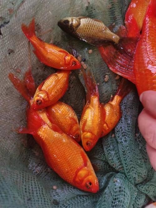 紅草魚圖片（湖南祁陽特色“紅草魚”） 紅草魚圖片（湖南祁陽特色“紅草魚”） 龍魚論壇 第3張