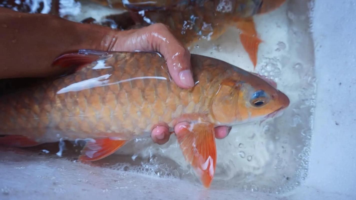 紅草魚圖片（湖南祁陽特色“紅草魚”） 紅草魚圖片（湖南祁陽特色“紅草魚”） 龍魚論壇 第4張