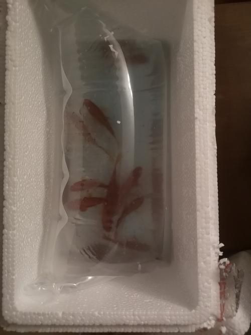 紅草魚圖片（湖南祁陽特色“紅草魚”） 紅草魚圖片（湖南祁陽特色“紅草魚”） 龍魚論壇 第11張