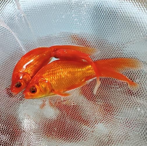 紅草魚圖片（湖南祁陽特色“紅草魚”） 紅草魚圖片（湖南祁陽特色“紅草魚”） 龍魚論壇 第10張