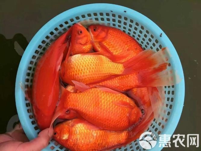 紅草魚圖片（湖南祁陽特色“紅草魚”） 紅草魚圖片（湖南祁陽特色“紅草魚”） 龍魚論壇 第9張