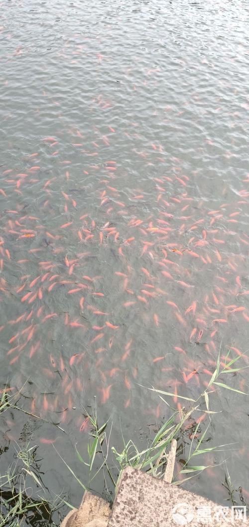 紅草魚圖片（湖南祁陽特色“紅草魚”） 紅草魚圖片（湖南祁陽特色“紅草魚”） 龍魚論壇 第14張