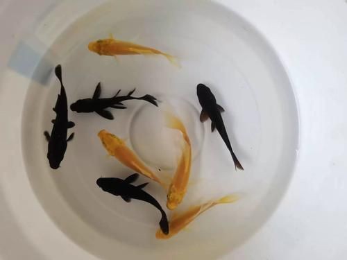 紅草魚圖片（湖南祁陽特色“紅草魚”） 紅草魚圖片（湖南祁陽特色“紅草魚”） 龍魚論壇 第13張