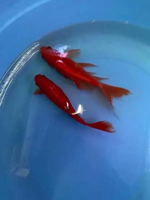 紅草魚圖片（湖南祁陽特色“紅草魚”） 紅草魚圖片（湖南祁陽特色“紅草魚”） 龍魚論壇 第12張