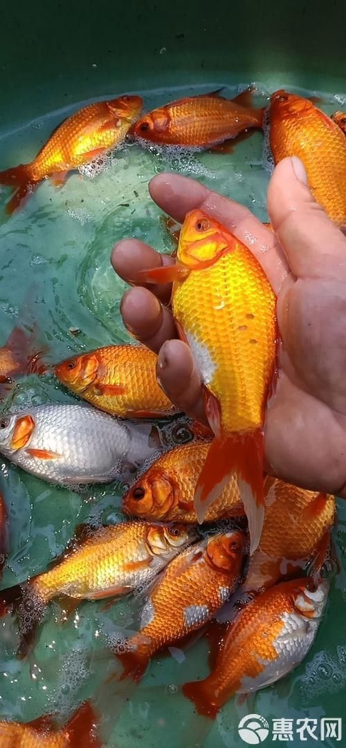紅草魚圖片（湖南祁陽特色“紅草魚”） 紅草魚圖片（湖南祁陽特色“紅草魚”） 龍魚論壇 第17張