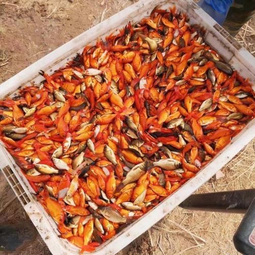 紅草魚圖片（湖南祁陽特色“紅草魚”） 紅草魚圖片（湖南祁陽特色“紅草魚”） 龍魚論壇 第18張