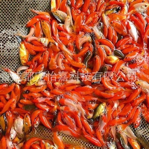 紅草魚圖片（湖南祁陽特色“紅草魚”） 紅草魚圖片（湖南祁陽特色“紅草魚”） 龍魚論壇 第16張