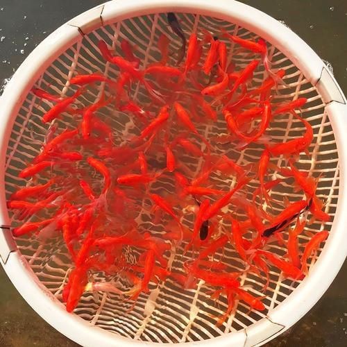 紅草魚圖片（湖南祁陽特色“紅草魚”） 紅草魚圖片（湖南祁陽特色“紅草魚”） 龍魚論壇 第15張