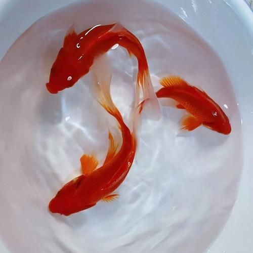紅草魚圖片（湖南祁陽特色“紅草魚”） 紅草魚圖片（湖南祁陽特色“紅草魚”） 龍魚論壇 第19張