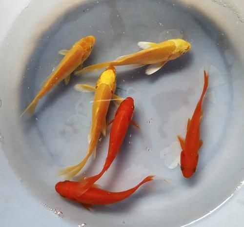 紅草魚圖片（湖南祁陽特色“紅草魚”） 紅草魚圖片（湖南祁陽特色“紅草魚”） 龍魚論壇 第24張