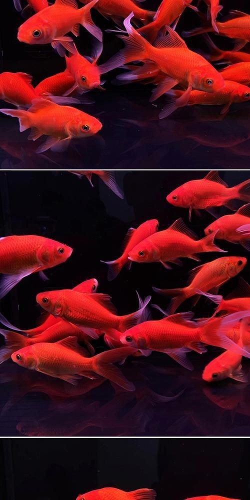 紅草魚圖片（湖南祁陽特色“紅草魚”） 紅草魚圖片（湖南祁陽特色“紅草魚”） 龍魚論壇 第22張
