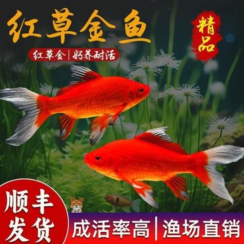 紅草魚圖片（湖南祁陽特色“紅草魚”） 紅草魚圖片（湖南祁陽特色“紅草魚”） 龍魚論壇 第20張