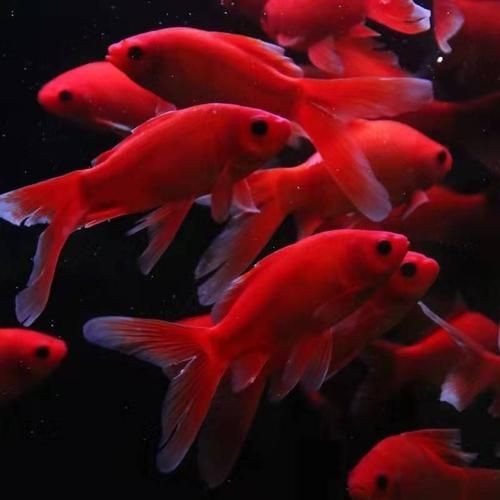 紅草魚圖片（湖南祁陽特色“紅草魚”） 紅草魚圖片（湖南祁陽特色“紅草魚”） 龍魚論壇 第25張