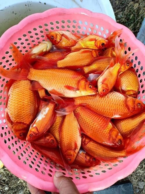 紅草魚圖片（湖南祁陽特色“紅草魚”） 紅草魚圖片（湖南祁陽特色“紅草魚”） 龍魚論壇 第21張