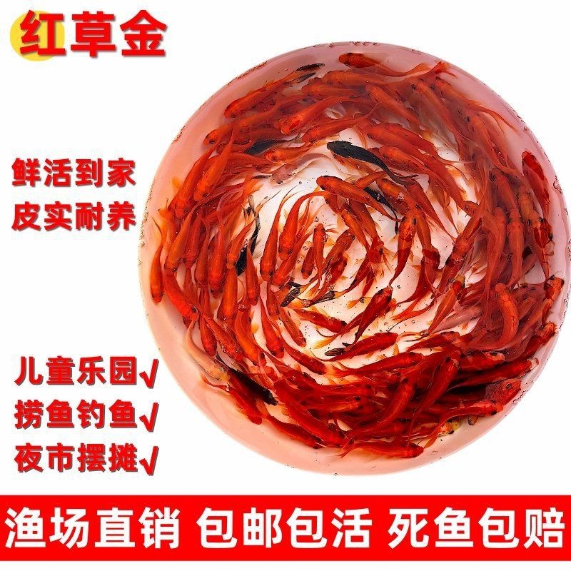 紅草魚圖片（湖南祁陽特色“紅草魚”） 紅草魚圖片（湖南祁陽特色“紅草魚”） 龍魚論壇 第26張