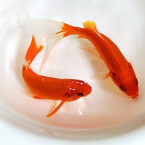 紅草魚圖片（湖南祁陽特色“紅草魚”） 紅草魚圖片（湖南祁陽特色“紅草魚”） 龍魚論壇 第23張
