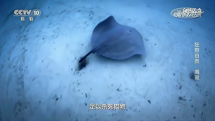 魟魚能吃嗎（]魚——深藏毒刺的魔鬼魚）