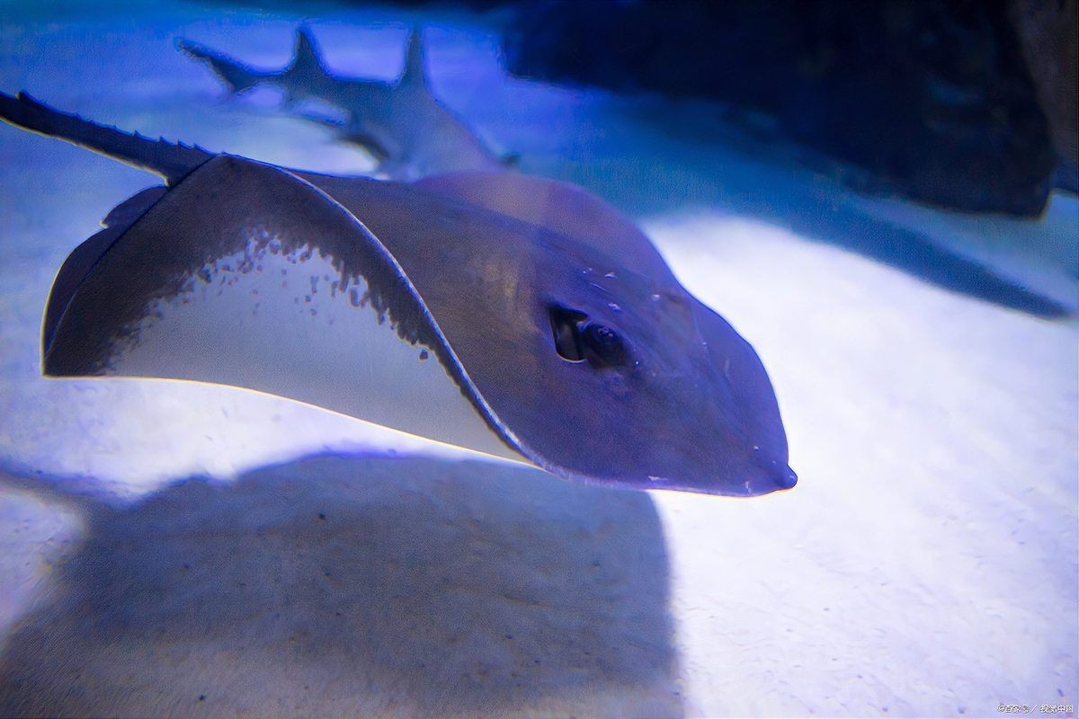 魟魚能吃嗎（]魚——深藏毒刺的魔鬼魚）