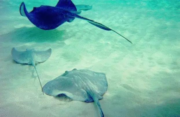 魟魚能吃嗎（]魚——深藏毒刺的魔鬼魚）