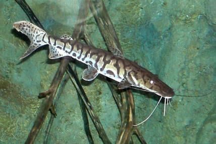 虎紋鯰魚圖片（pseudoplatystomafasciatum虎紋鯰魚）