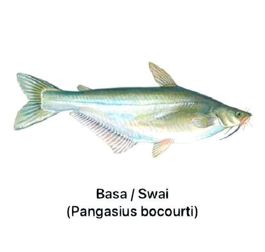 虎紋鯰魚圖片（pseudoplatystomafasciatum虎紋鯰魚）