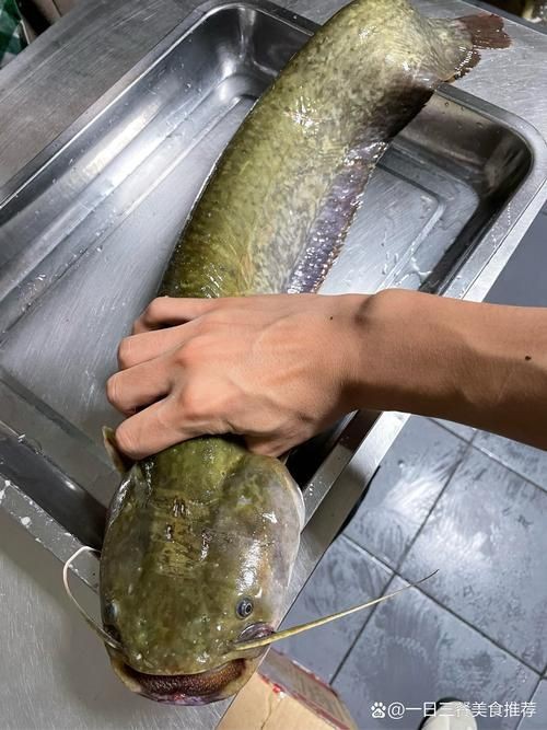 虎紋鯰魚圖片（pseudoplatystomafasciatum虎紋鯰魚）