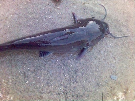 虎紋鯰魚圖片（pseudoplatystomafasciatum虎紋鯰魚）