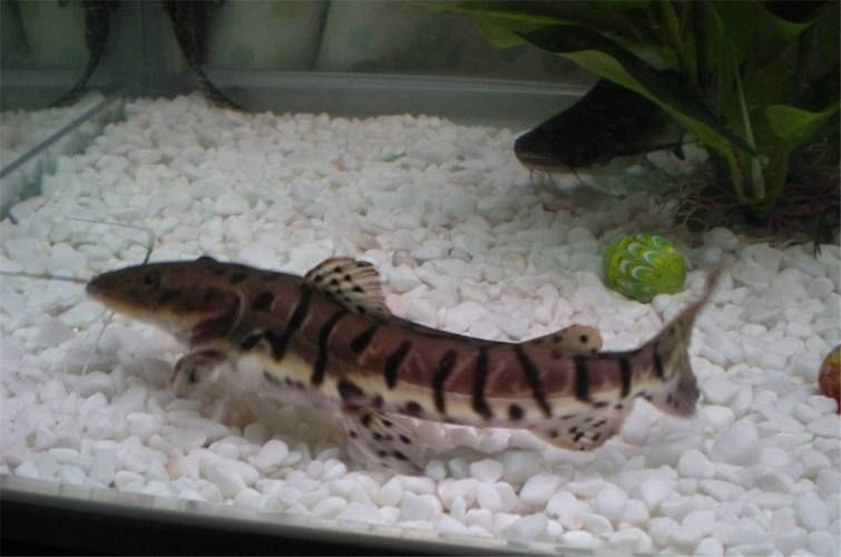 虎紋鯰魚圖片（pseudoplatystomafasciatum虎紋鯰魚）