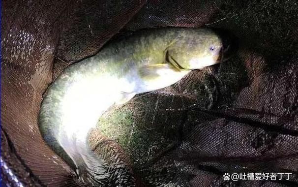 虎紋鯰魚圖片（pseudoplatystomafasciatum虎紋鯰魚）