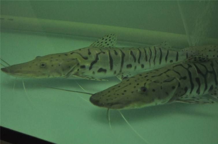 虎紋鯰魚圖片（pseudoplatystomafasciatum虎紋鯰魚）
