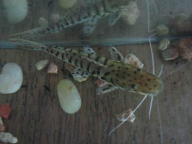 虎紋鯰魚圖片（pseudoplatystomafasciatum虎紋鯰魚）