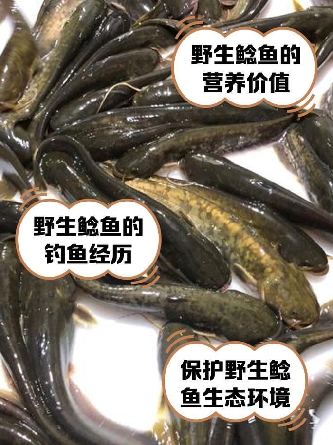 虎紋鯰魚圖片（pseudoplatystomafasciatum虎紋鯰魚）