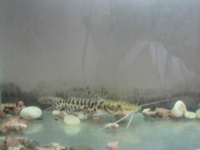 虎紋鯰魚圖片（pseudoplatystomafasciatum虎紋鯰魚）