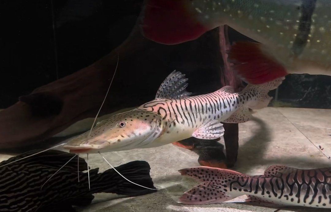 虎紋鯰魚圖片（pseudoplatystomafasciatum虎紋鯰魚）