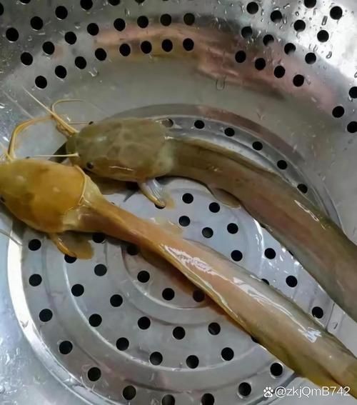 虎紋鯰魚圖片（pseudoplatystomafasciatum虎紋鯰魚）