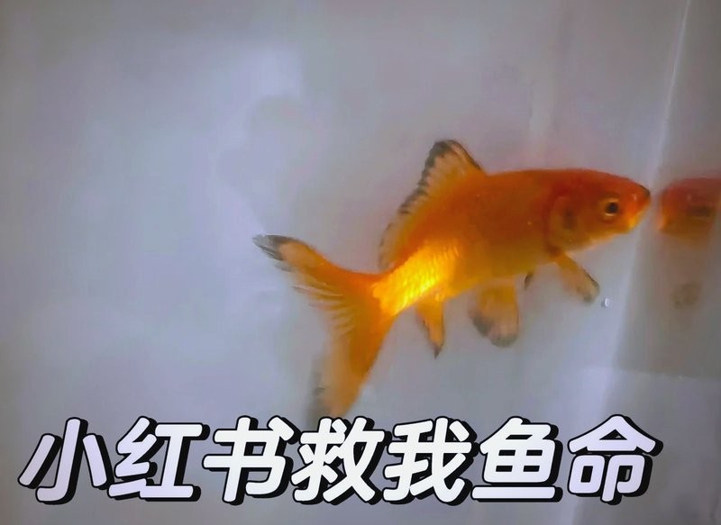 銀龍魚身上有黑斑點(diǎn)（銀龍魚身上有黑斑點(diǎn),銀龍魚身上出現(xiàn)黑斑點(diǎn)可能由以下原因引起）