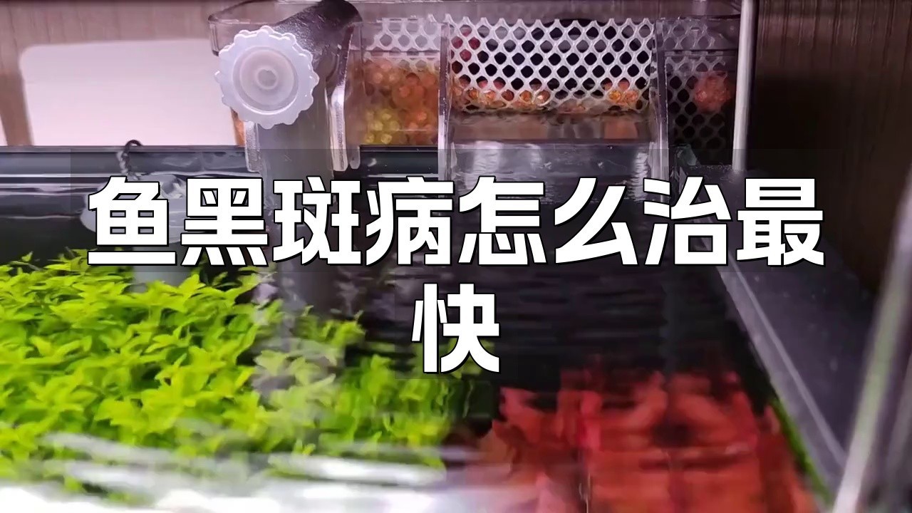 銀龍魚身上有黑斑點(diǎn)（銀龍魚身上有黑斑點(diǎn),銀龍魚身上出現(xiàn)黑斑點(diǎn)可能由以下原因引起）