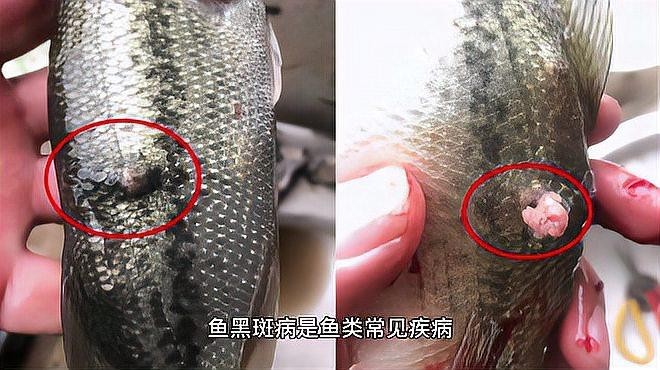 銀龍魚身上有黑斑點(diǎn)（銀龍魚身上有黑斑點(diǎn),銀龍魚身上出現(xiàn)黑斑點(diǎn)可能由以下原因引起）