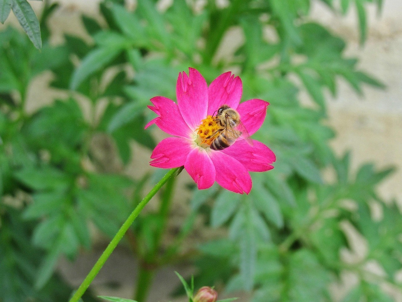 紅山區夢情緣鮮花店（內蒙古紅山區夢情緣鮮花店成立于2019-08-30）