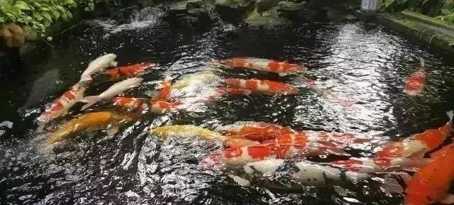 錦鯉吃完食就趴缸怎么回事（錦鯉進食后出現趴缸現象是飼養者常見的健康警示信號）
