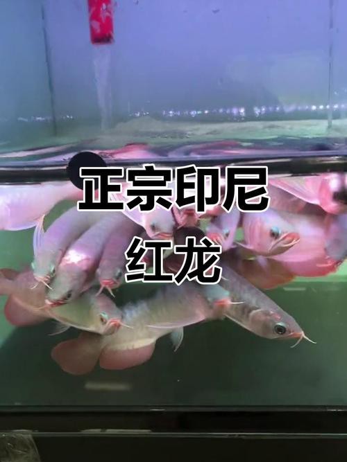 紅龍魚品牌等級排名圖片大全集最新（紅龍魚品牌等級排名圖片大全）