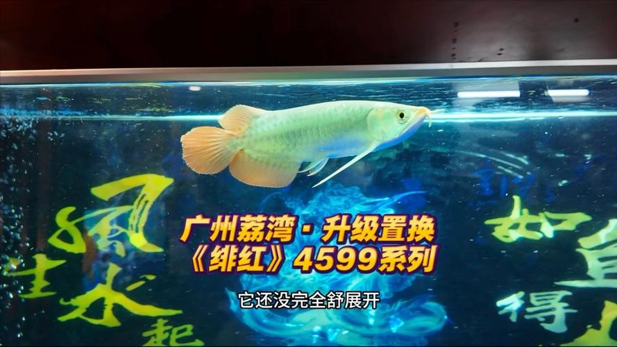 紅龍魚品牌等級排名圖片大全集最新（紅龍魚品牌等級排名圖片大全）