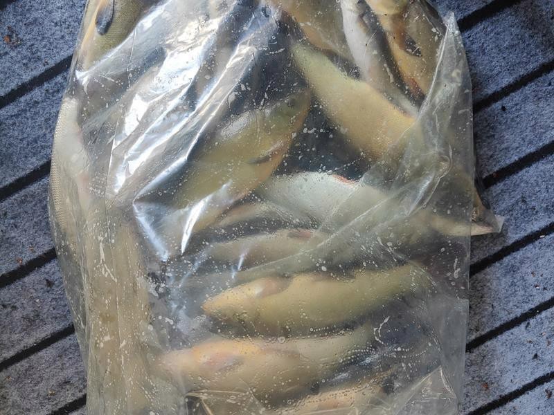 丁桂魚的做法（檸檬蒸丁桂魚） 丁桂魚的做法（檸檬蒸丁桂魚） 龍魚論壇 第5張