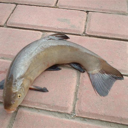 丁桂魚的做法（檸檬蒸丁桂魚） 丁桂魚的做法（檸檬蒸丁桂魚） 龍魚論壇 第6張