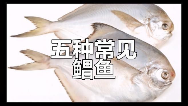 淡水鯧魚有幾個品種（淡水鯧魚品種大揭秘:金鯧、白鯧、紅鯧）