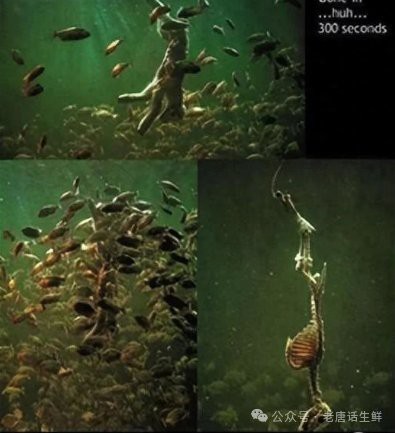淡水鯧魚有幾個品種（淡水鯧魚品種大揭秘:金鯧、白鯧、紅鯧）