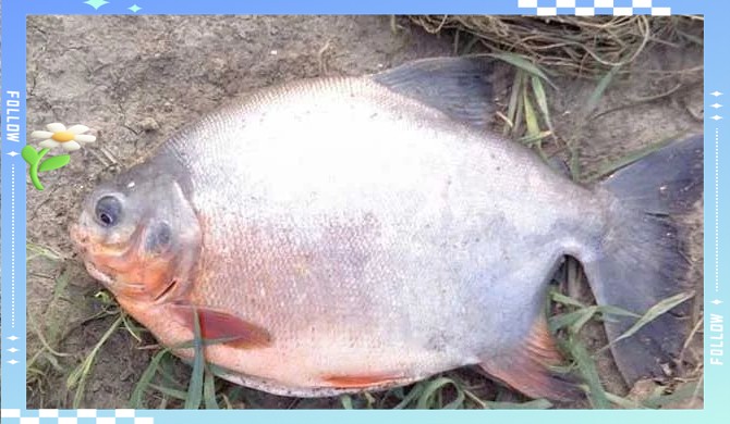 淡水鯧魚有幾個品種（淡水鯧魚品種大揭秘:金鯧、白鯧、紅鯧）